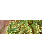 LPS Coral (Large Polyp Stony)